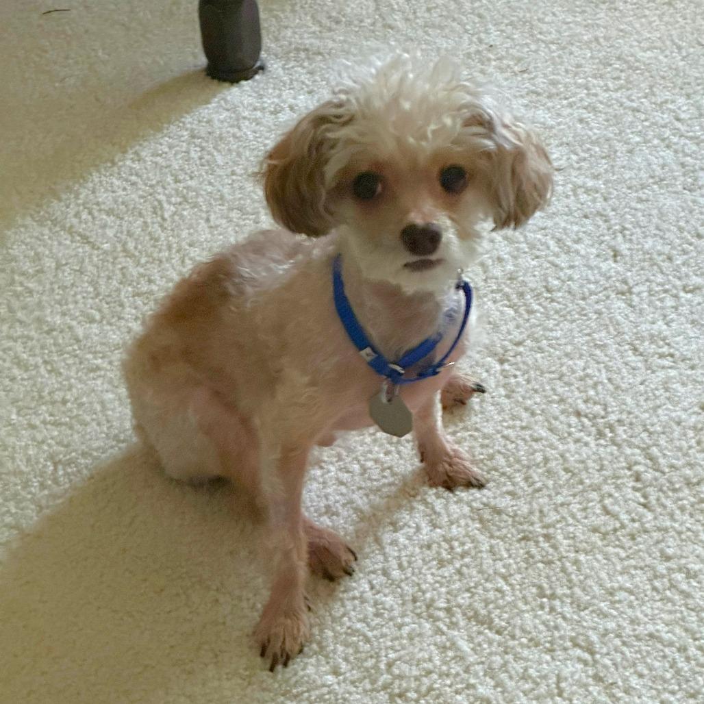 Koko, Adoptable, Senior Male Poodle & Mixed Breed.