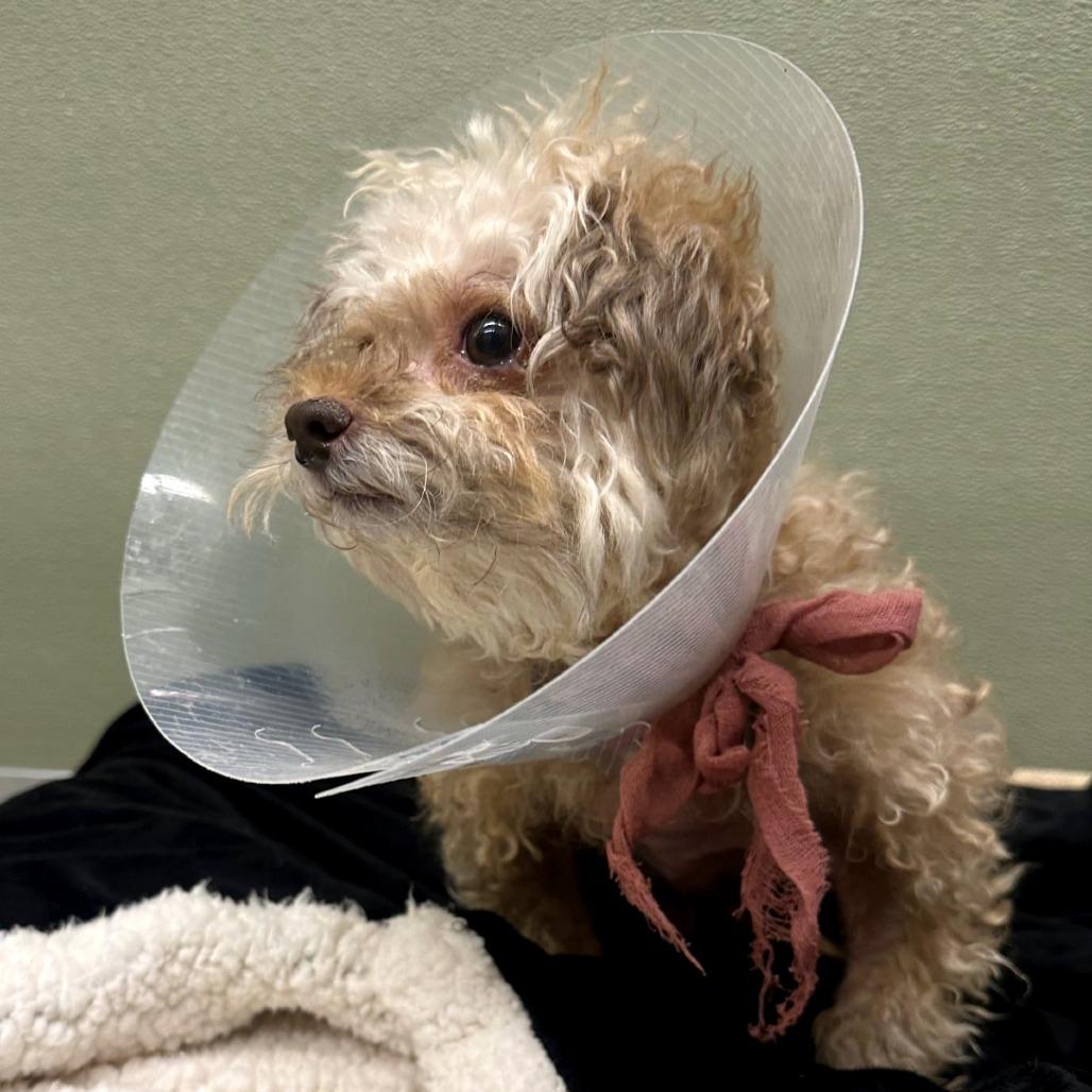 Enlarge Koko, a Adoptable mixed breed in Woodinville, WA image 2/6