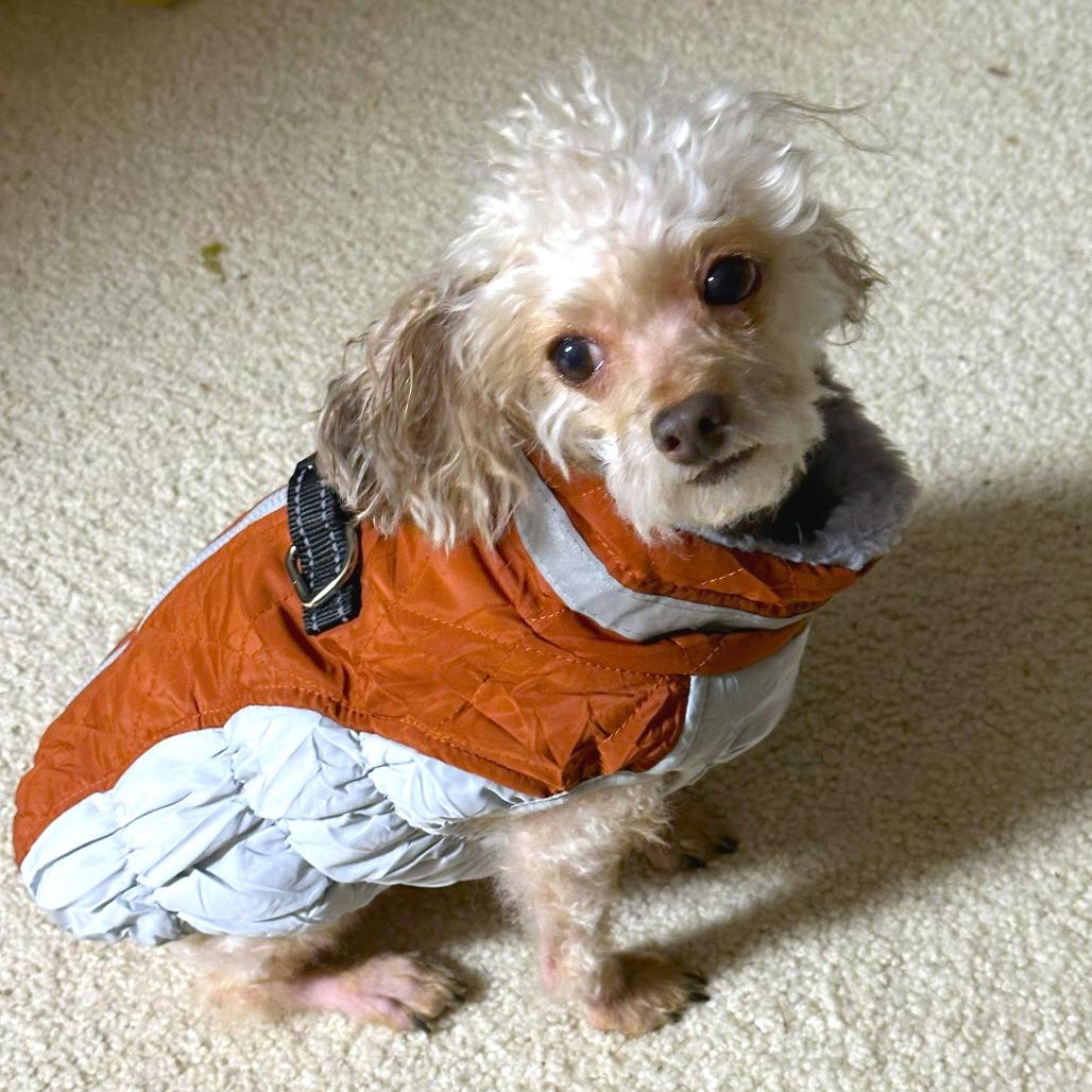 Enlarge Koko, a Adoptable mixed breed in Woodinville, WA image 3/6