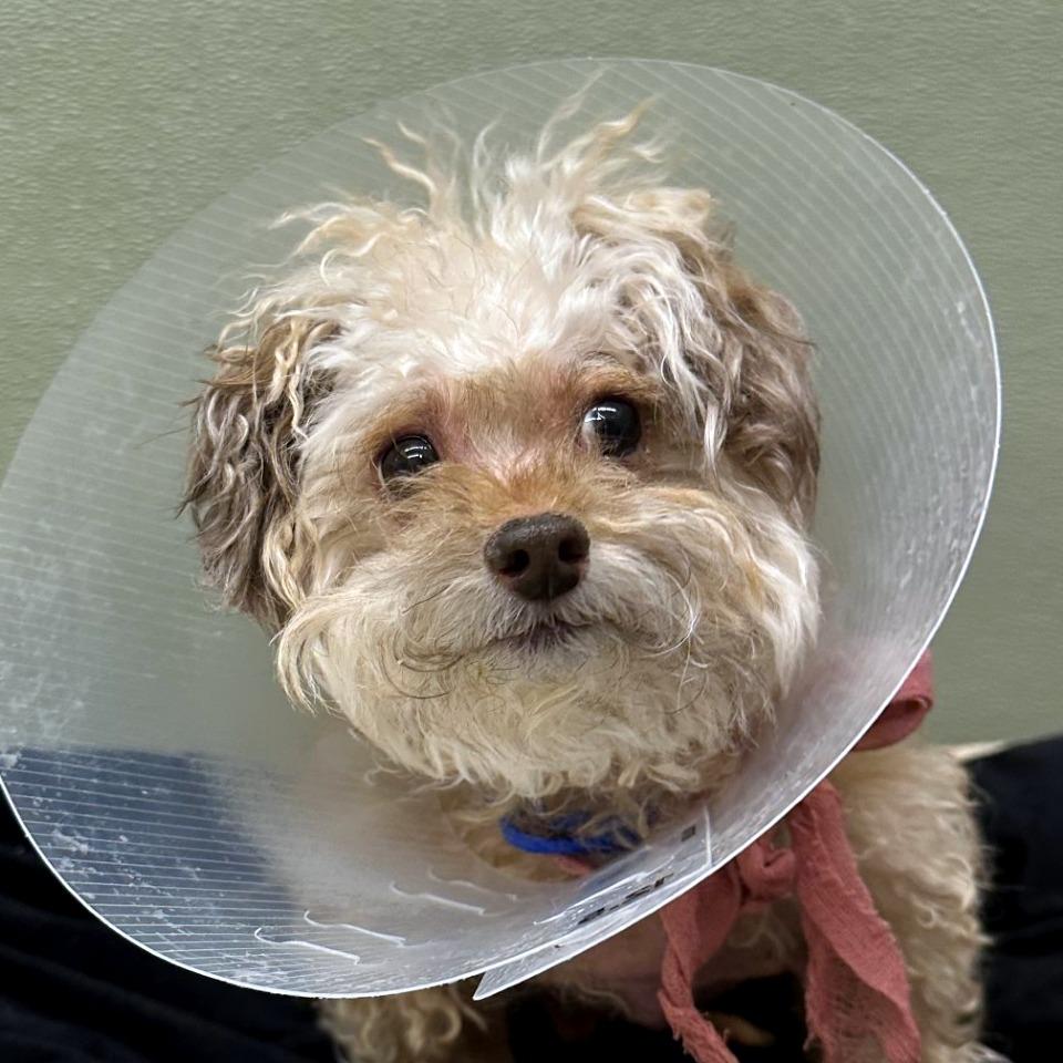 Enlarge Koko, a Adoptable mixed breed in Woodinville, WA image 4/6