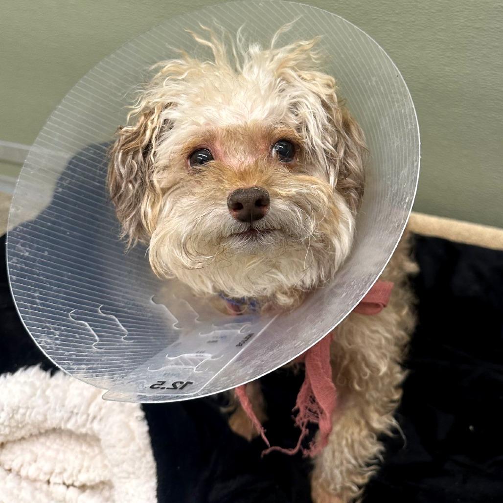 Enlarge Koko, a Adoptable mixed breed in Woodinville, WA image 5/6