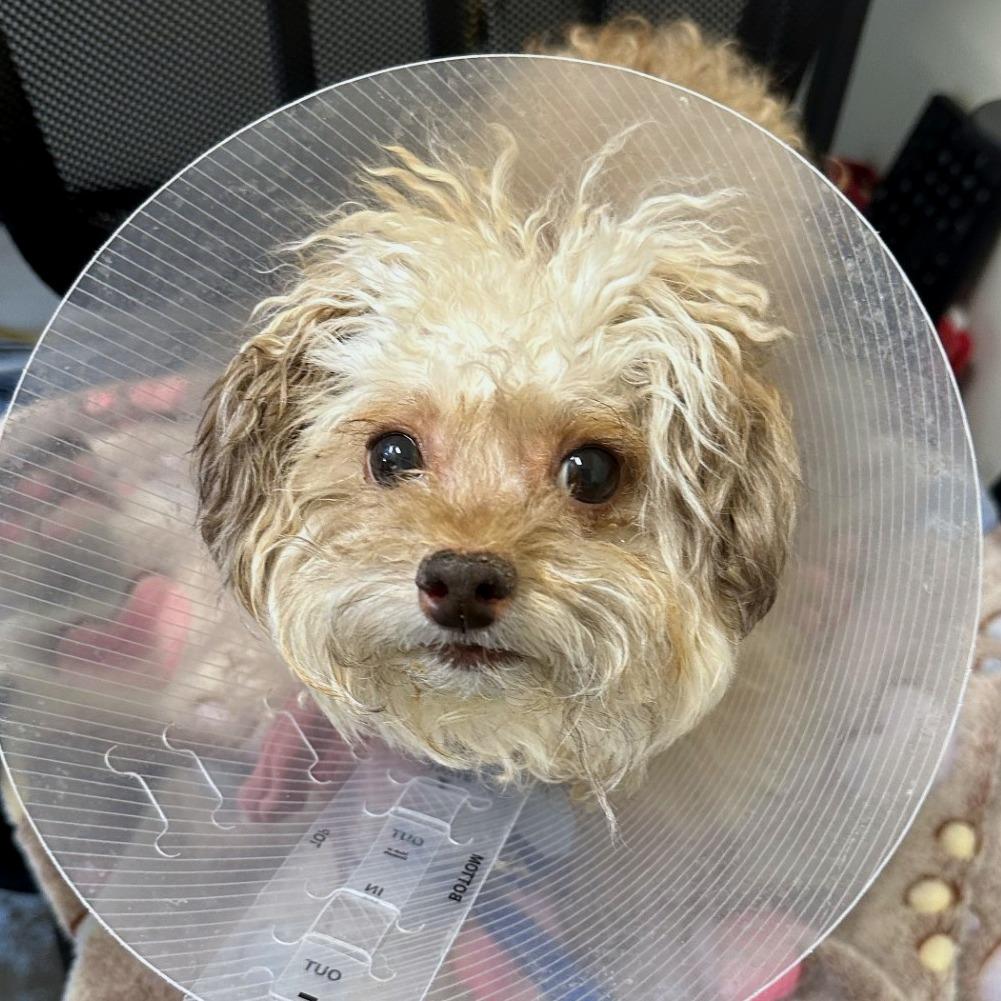 Enlarge Koko, a Adoptable mixed breed in Woodinville, WA image 6/6