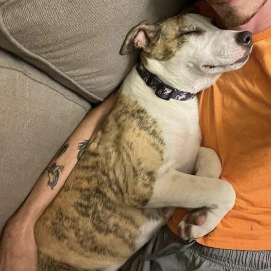 Serendipity PC, an adoptable Terrier in Goliad, TX, 77963 | Photo Image 1