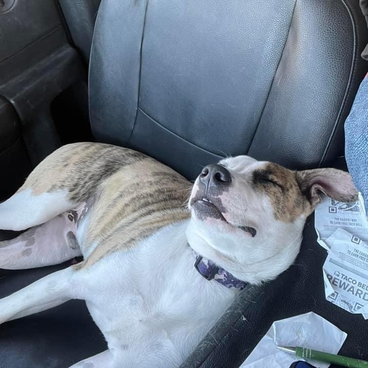 Serendipity PC, an adoptable Terrier in Goliad, TX, 77963 | Photo Image 2