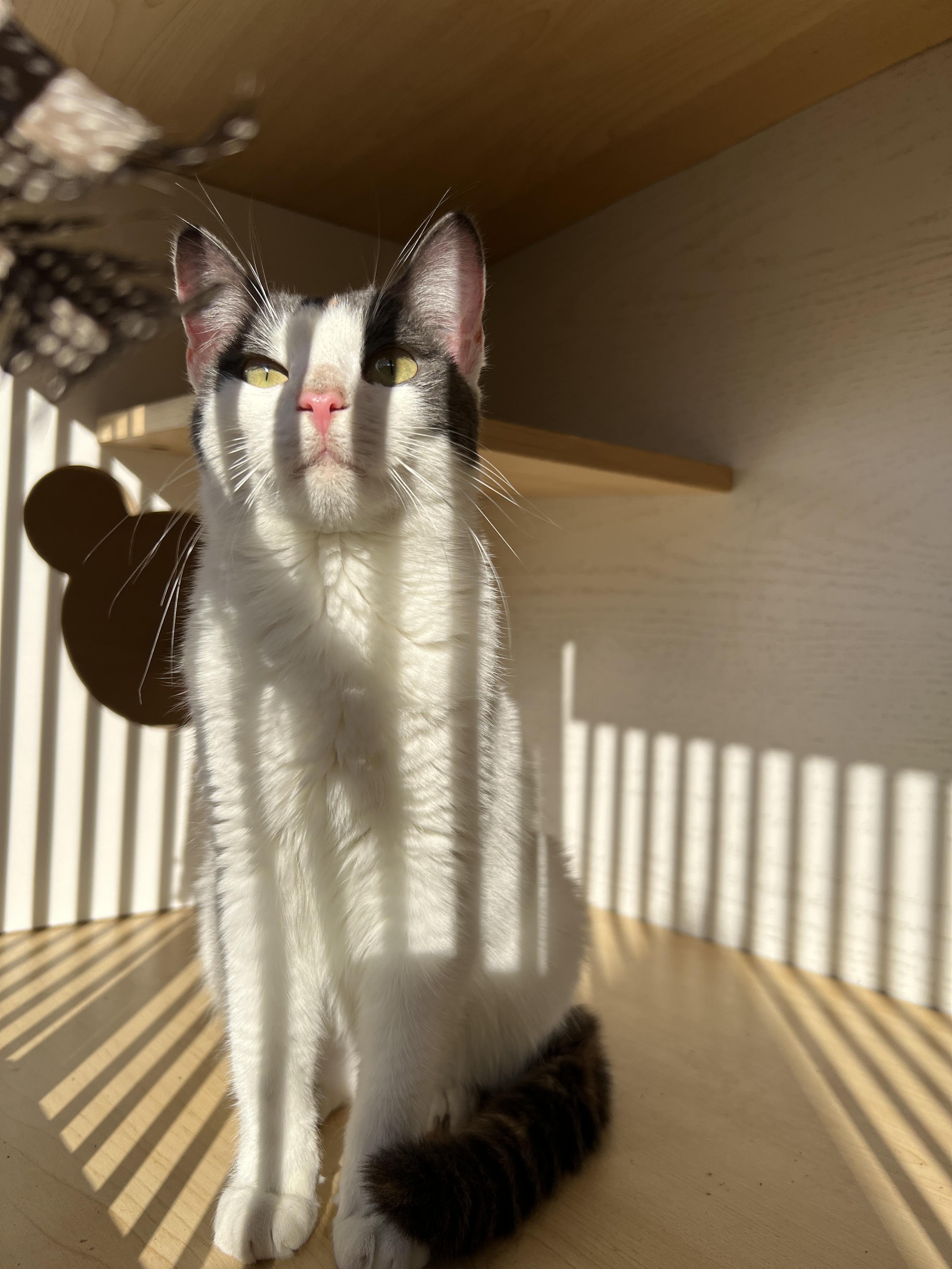 Sunshine , adopted, Kitten Female Turkish Angora.