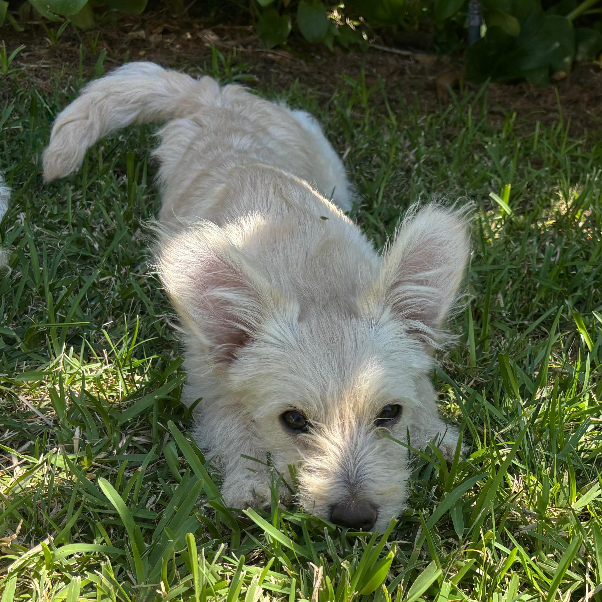 Enlarge Comet, a ADOPTABLE Mixed Breed in Costa Mesa, CA image 3/5