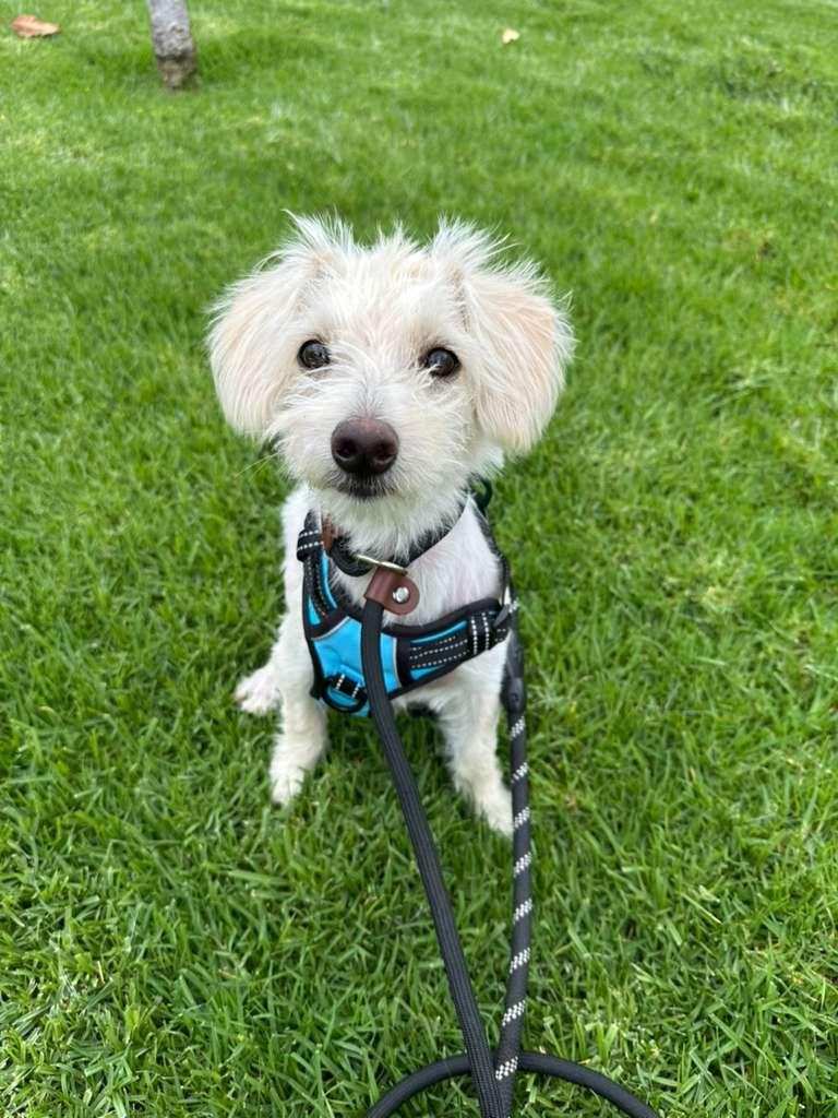 Comet, a ADOPTABLE Mixed Breed in San Diego, CA image 3/6