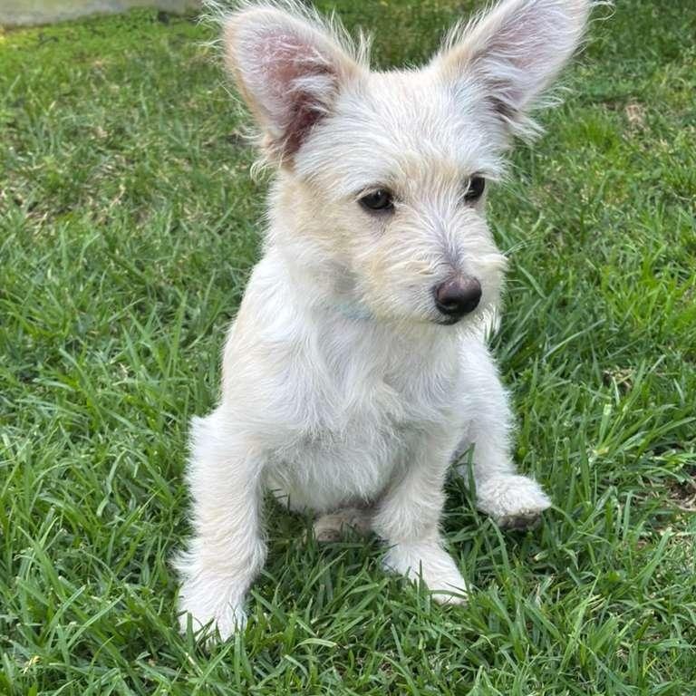 Enlarge Comet, a ADOPTABLE Mixed Breed in San Diego, CA image 1/3
