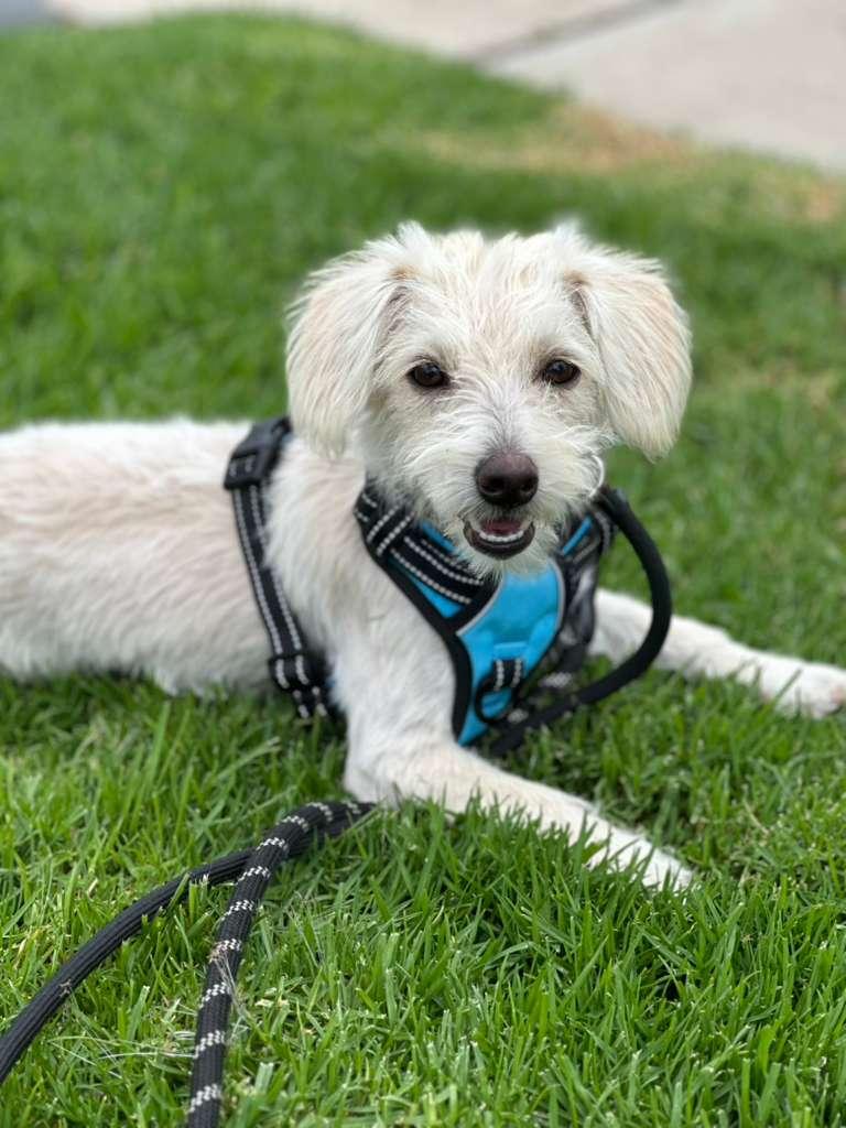 Comet, a ADOPTABLE Mixed Breed in San Diego, CA image 2/6