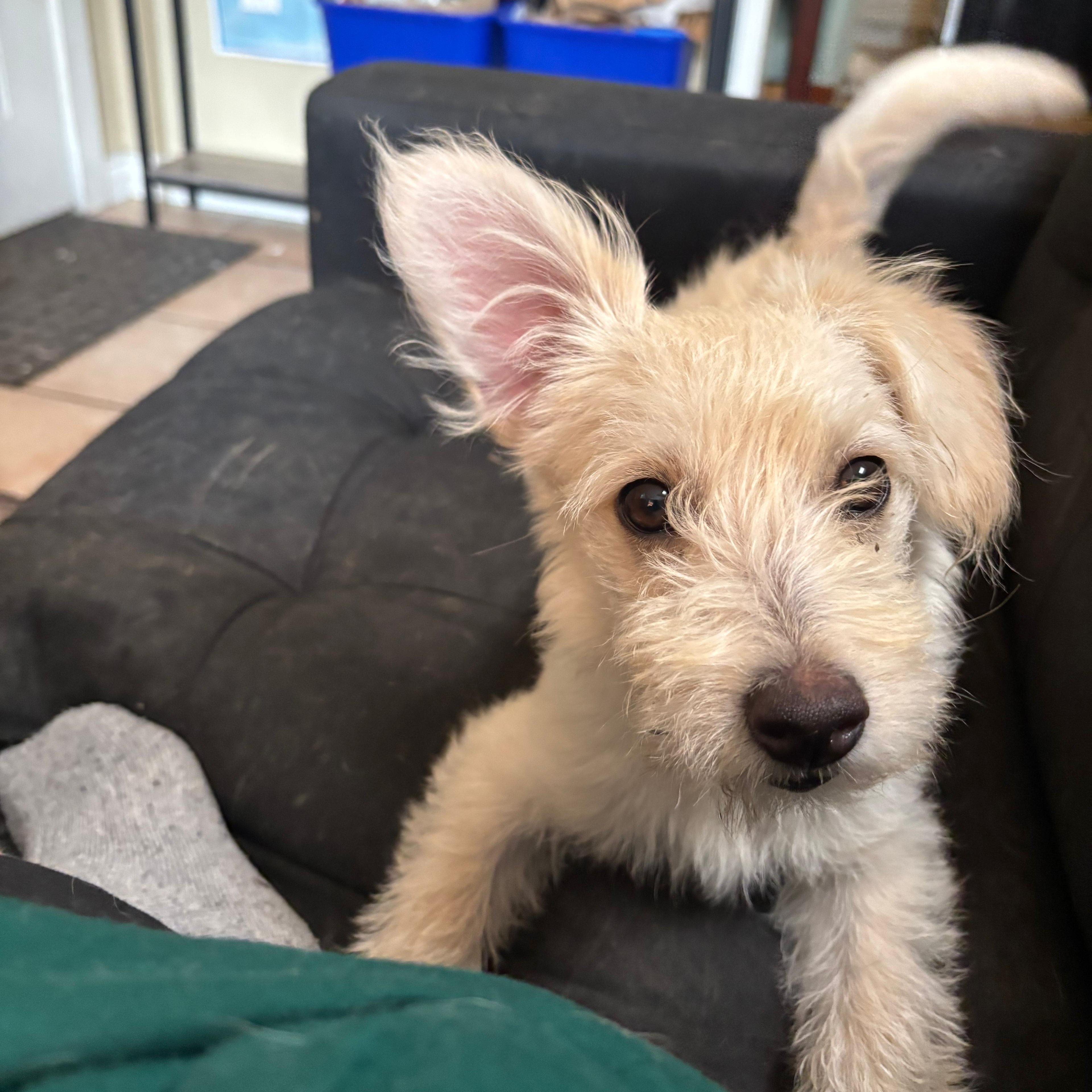 Enlarge Comet, a ADOPTABLE Mixed Breed in Costa Mesa, CA image 2/5