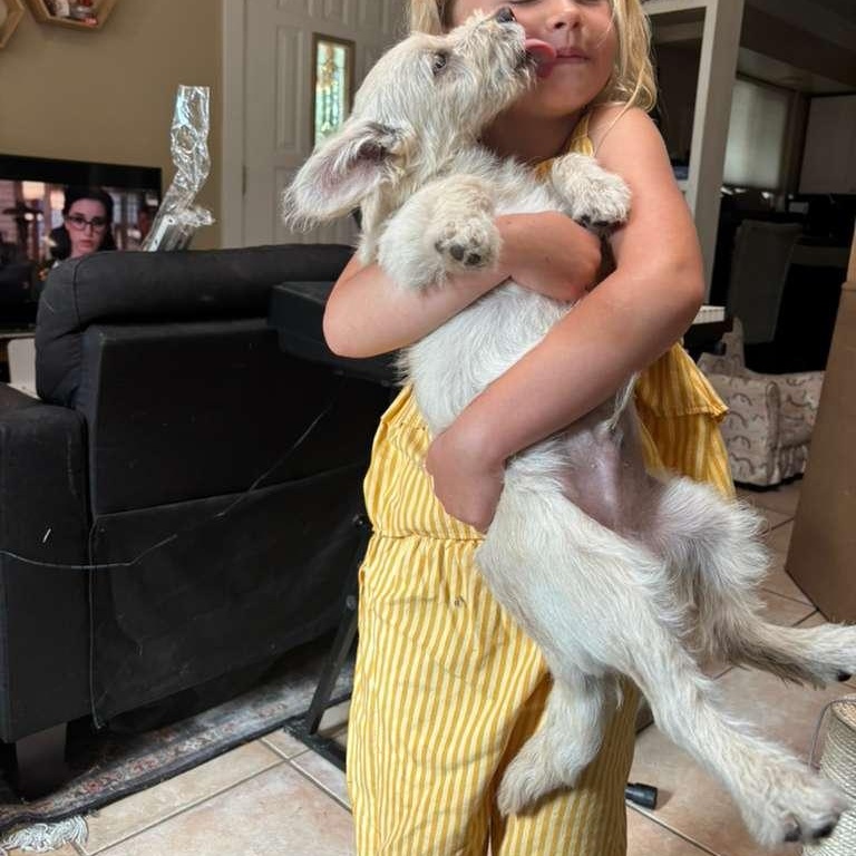 Enlarge Comet, a ADOPTABLE Mixed Breed in San Diego, CA image 2/3