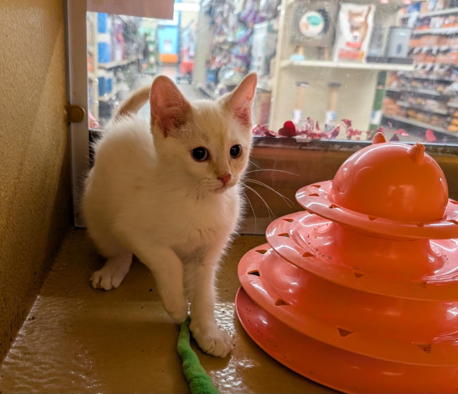 Enlarge Coulton, an adopted mixed breed in Albuquerque, NM image 4/4