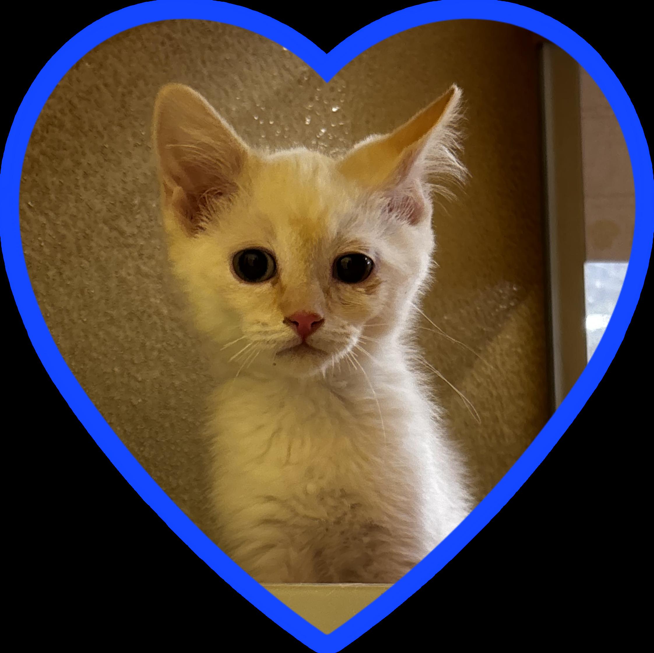 Enlarge Coulton, an adopted mixed breed in Albuquerque, NM image 2/4