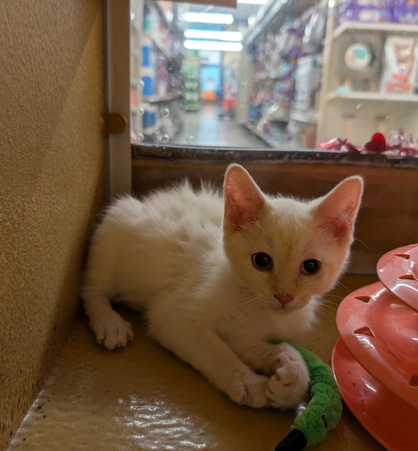 Coulton, adopted, Kitten Male Siamese.