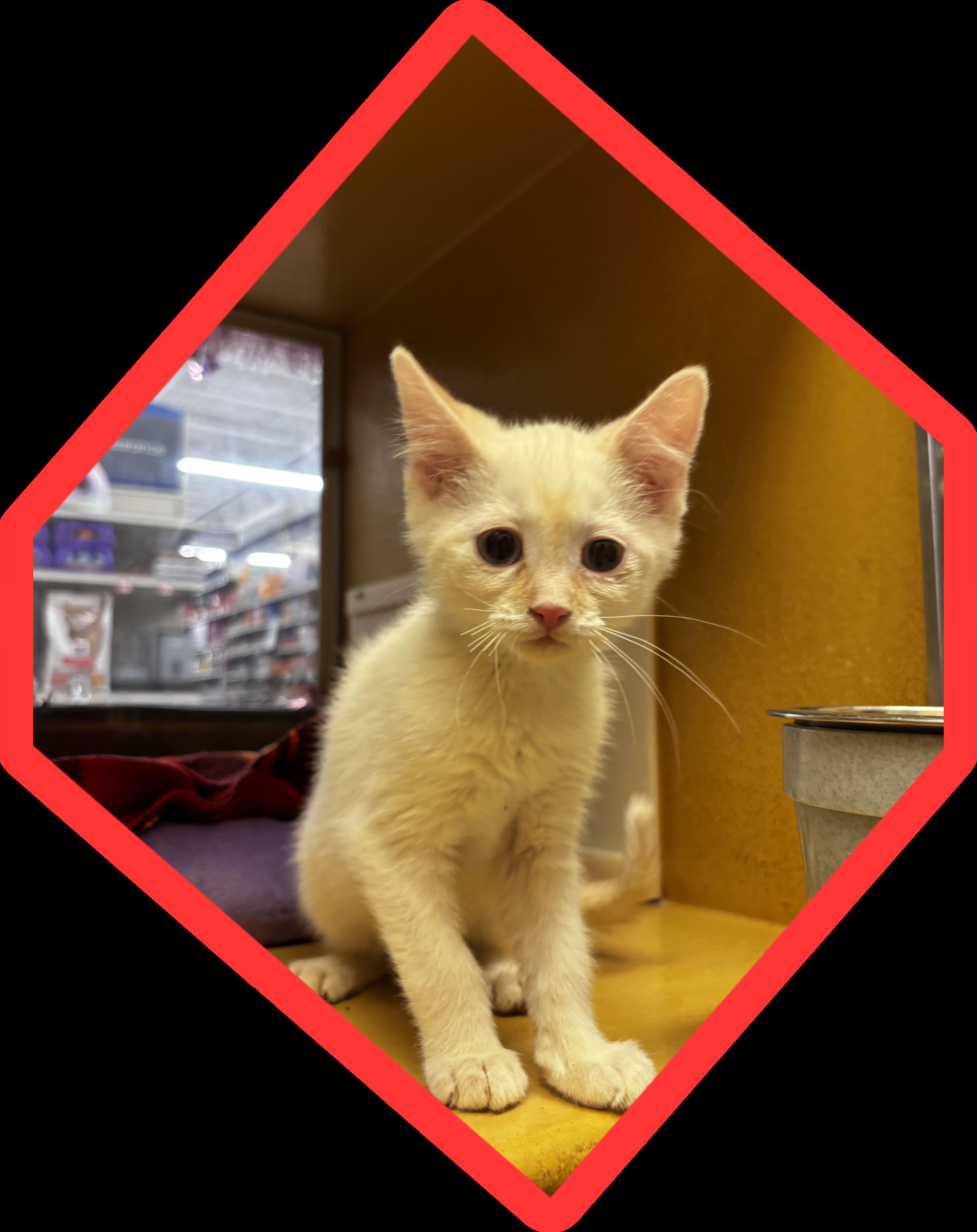 Enlarge Coulton, an adopted mixed breed in Albuquerque, NM image 3/4