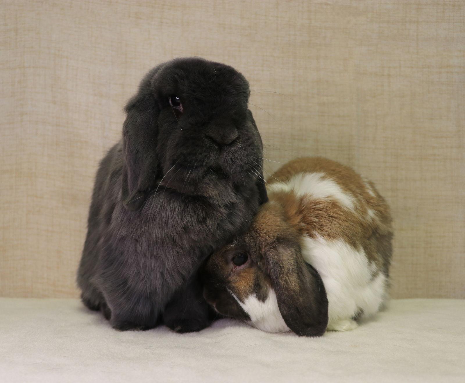 Bugsy, Adopted, Adult Male Holland Lop.