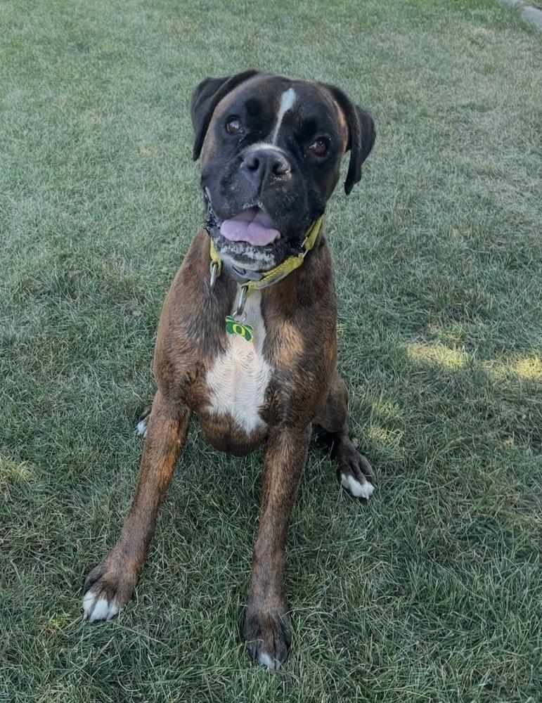 Enlarge Trixie, a Adoptable Boxer in Denver, CO image 1/1