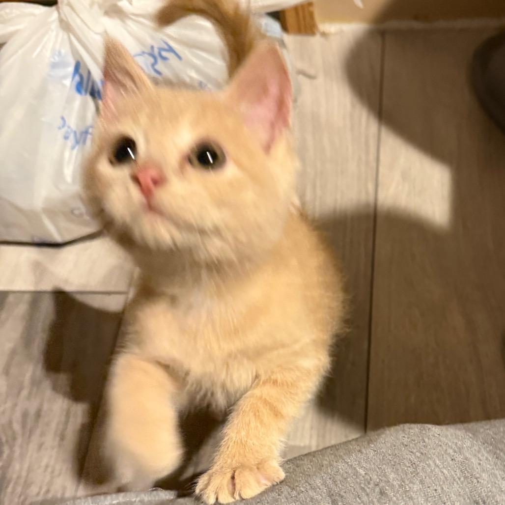 Cookie, Adoptable, Kitten Female Domestic Short Hair.