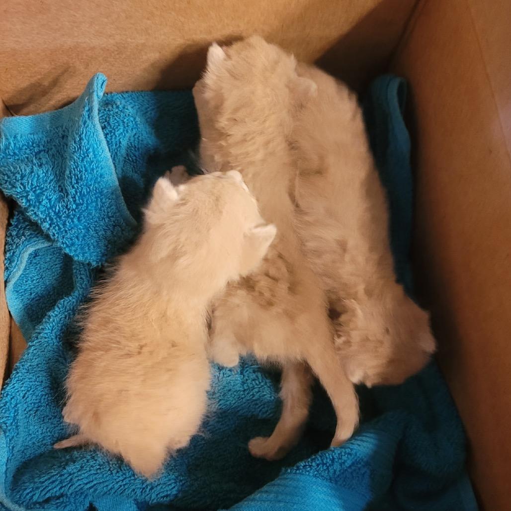 Cookie, a Adoptable Domestic Short Hair in Carroll, IA image 2/6