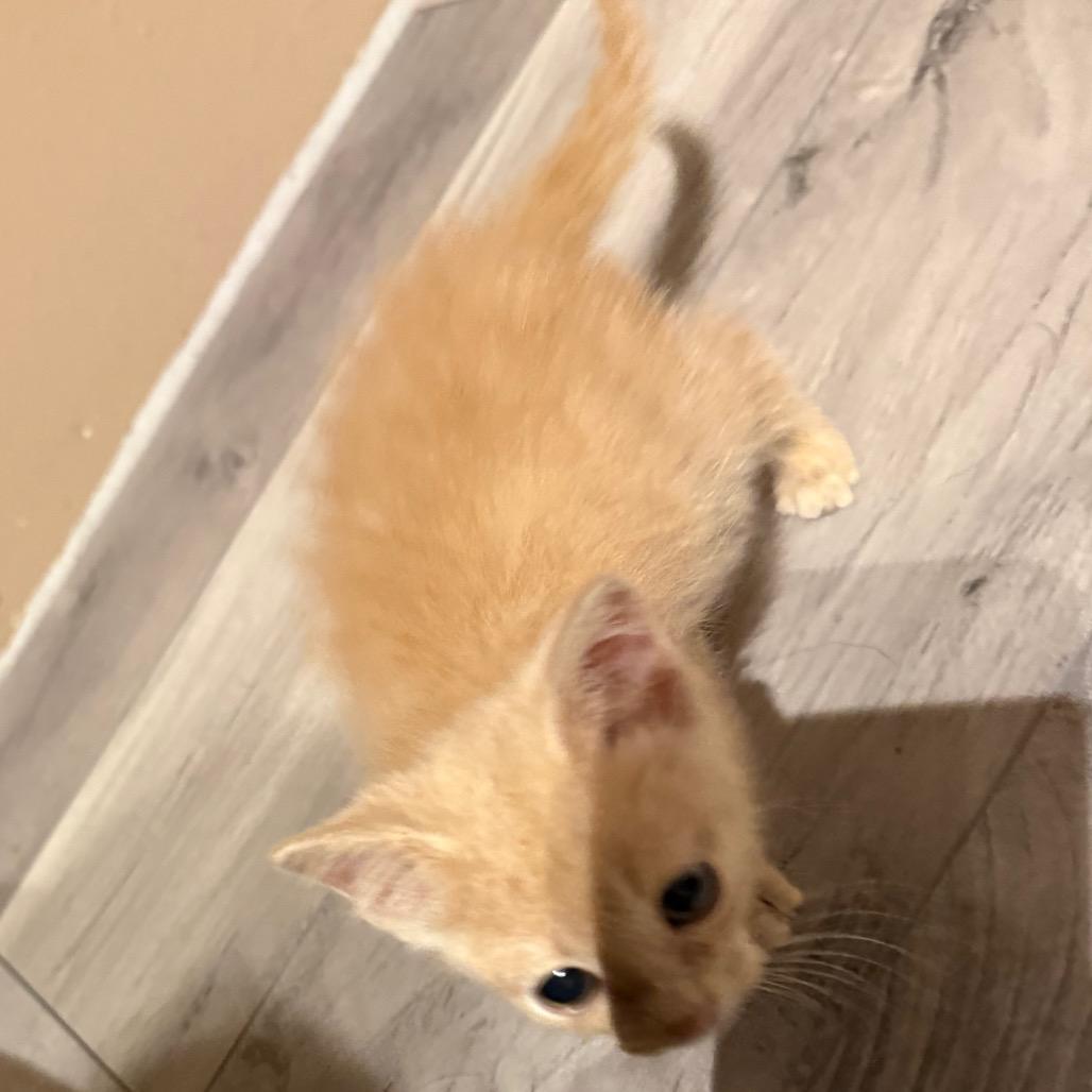 Cookie, a Adoptable Domestic Short Hair in Carroll, IA image 3/6