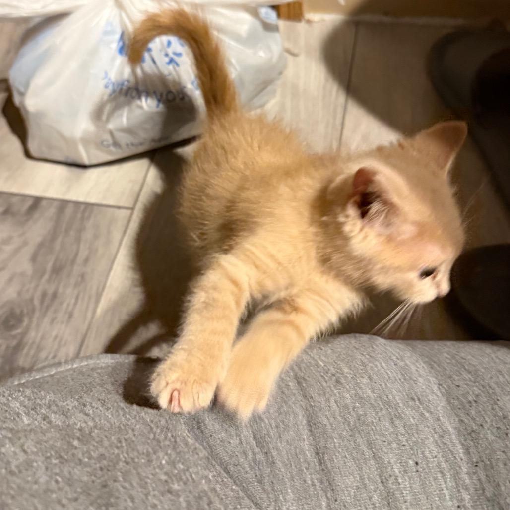 Cookie, a Adoptable Domestic Short Hair in Carroll, IA image 5/6