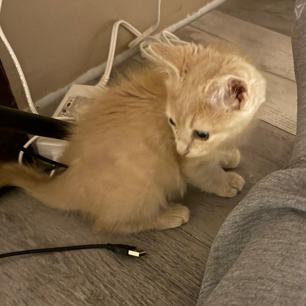 Cookie, a Adoptable Domestic Short Hair in Carroll, IA image 6/6