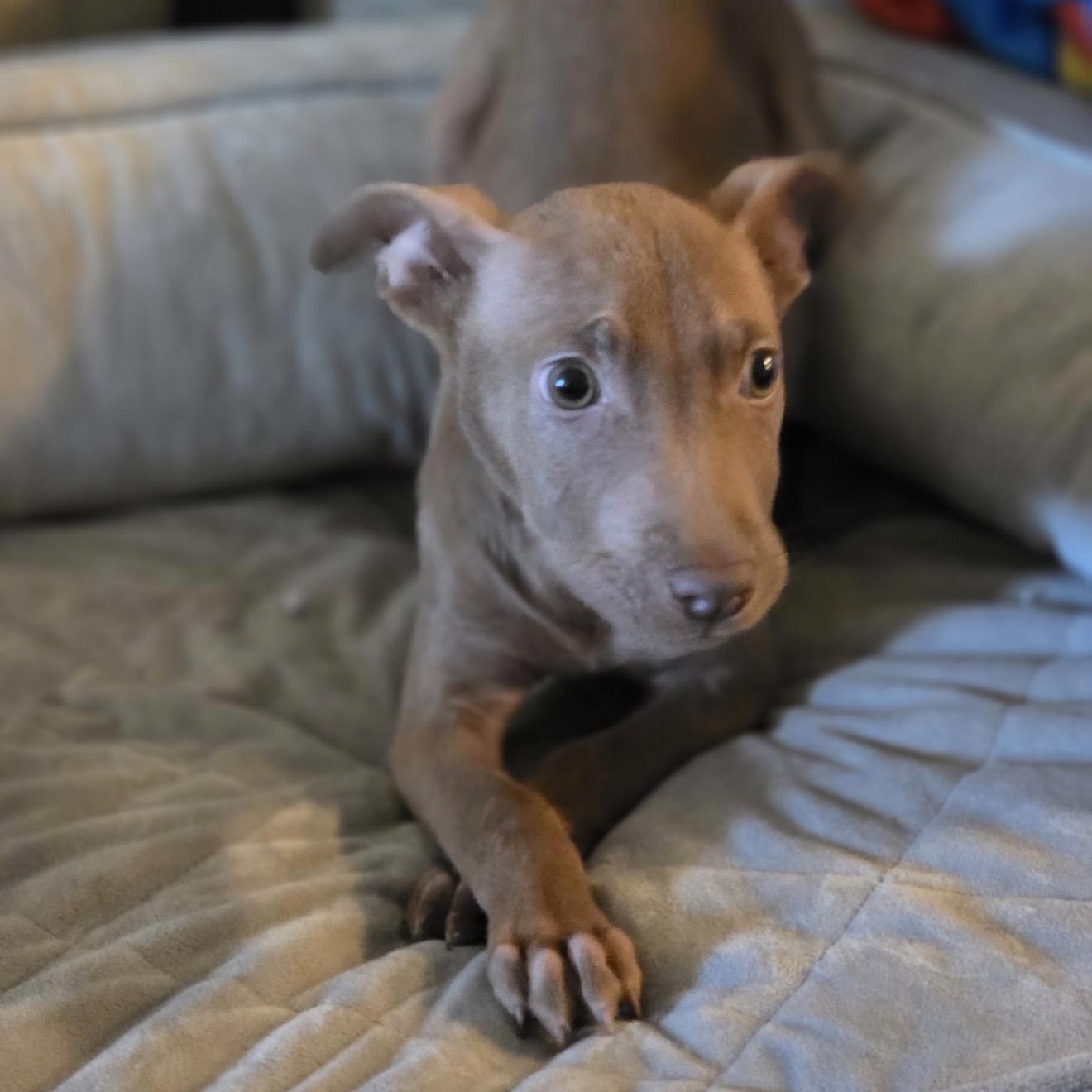 Enlarge Aviva — Illinois location, a Adoptable Mixed Breed in Park Forest, IL image 2/3