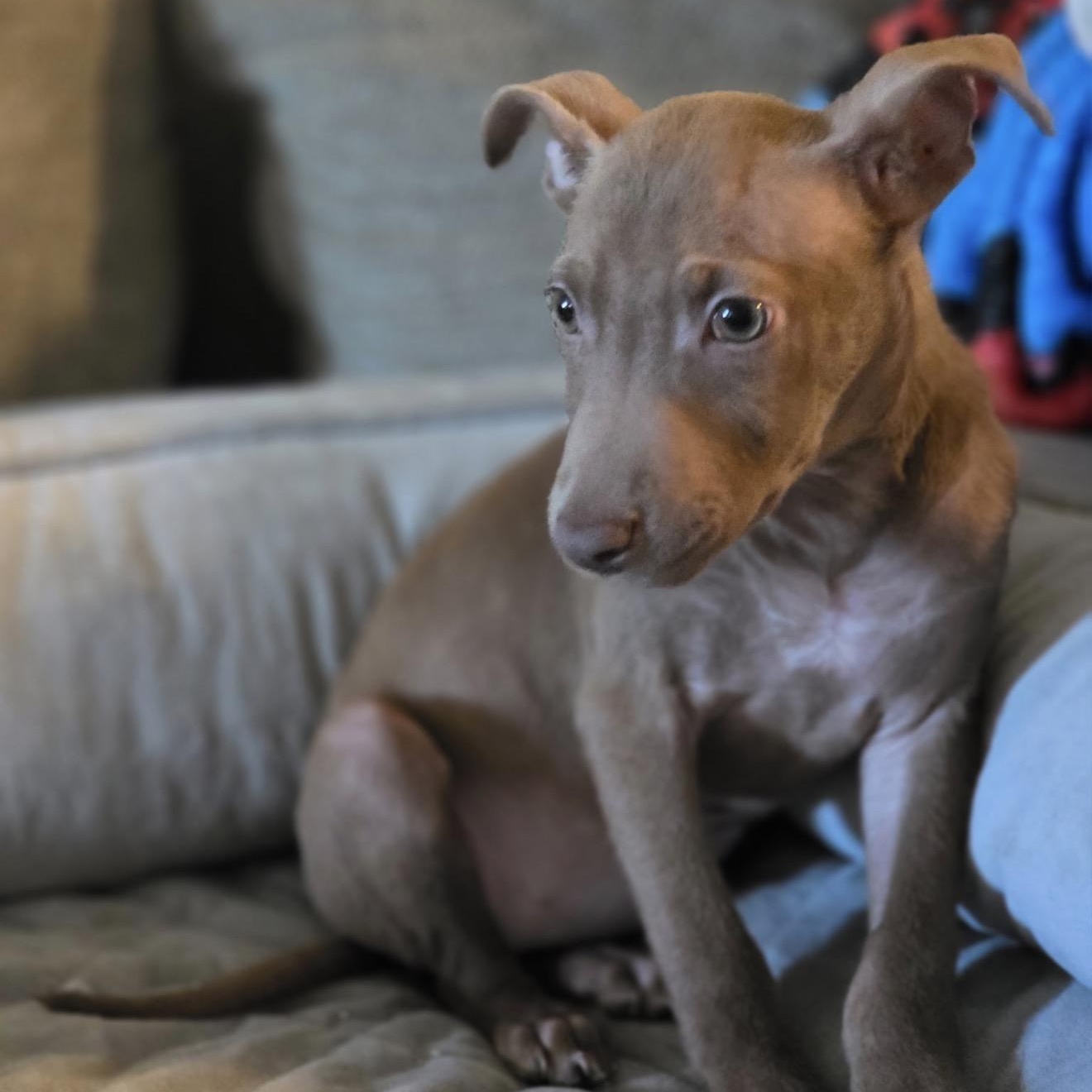 Enlarge Aviva — Illinois location, a Adoptable Mixed Breed in Park Forest, IL image 3/3