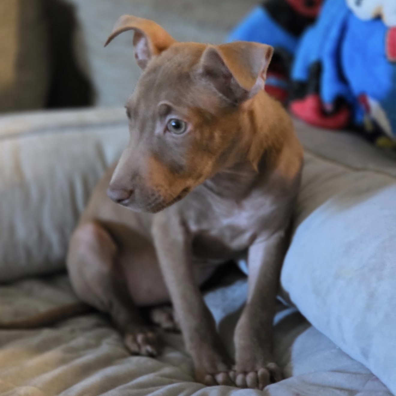 Aviva — Illinois location, Adoptable, Young Female Mixed Breed.