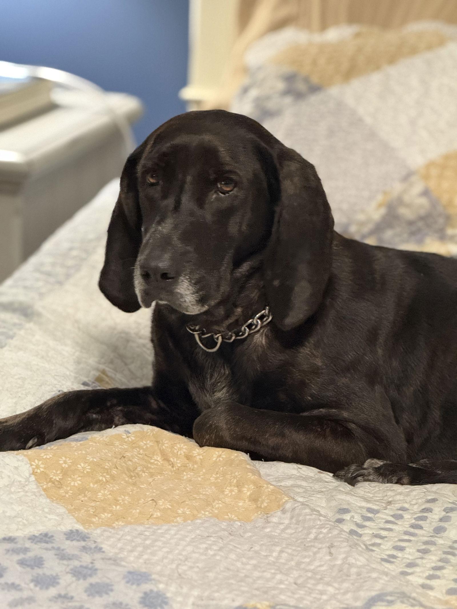 Jane, Adoptable, Adult Female Plott Hound.