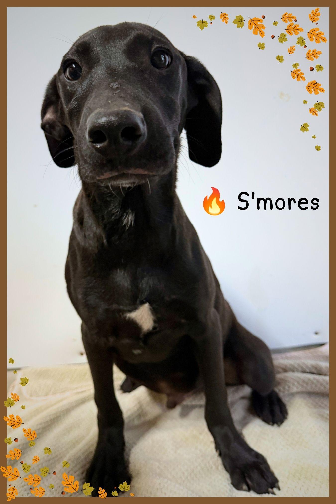 Smores-Adorable 5 month old rescue puppies, Litter of 8, Adoptable, Puppy Male Labrador Retriever.