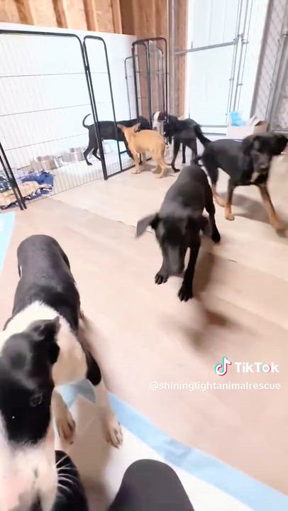 Enlarge Smores-Adorable 5 month old rescue puppies, Litter of 8, a Adoptable Labrador Retriever in Edwardsville, IL video 4/4