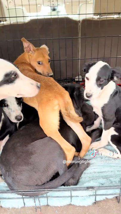 Enlarge Smores-Adorable 5 month old rescue puppies, Litter of 8, a Adoptable Labrador Retriever in Edwardsville, IL video 2/4