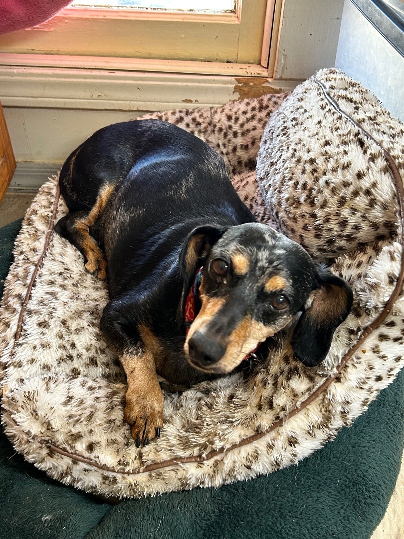 Enlarge Nicholas, a Adoptable Dachshund in Chickasha, OK image 2/2