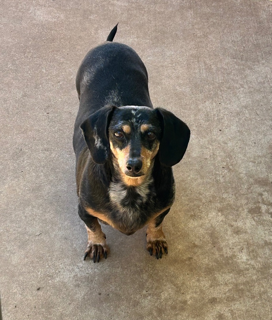Enlarge Nicholas, a Adoptable Dachshund in Chickasha, OK image 1/2