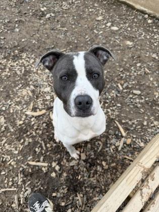 Astro, Adoptable, Adult Female Pit Bull Terrier & Mixed Breed.