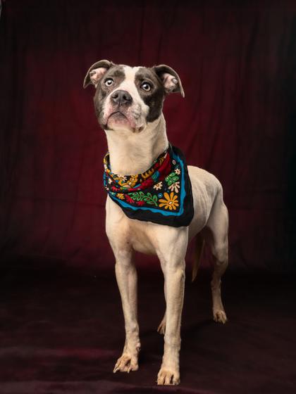Astro, a Adoptable mixed breed in Atlanta, GA image 2/3