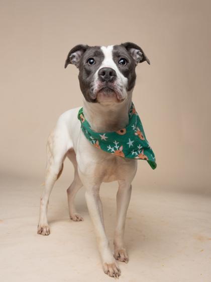 Astro, a Adoptable mixed breed in Atlanta, GA image 3/3