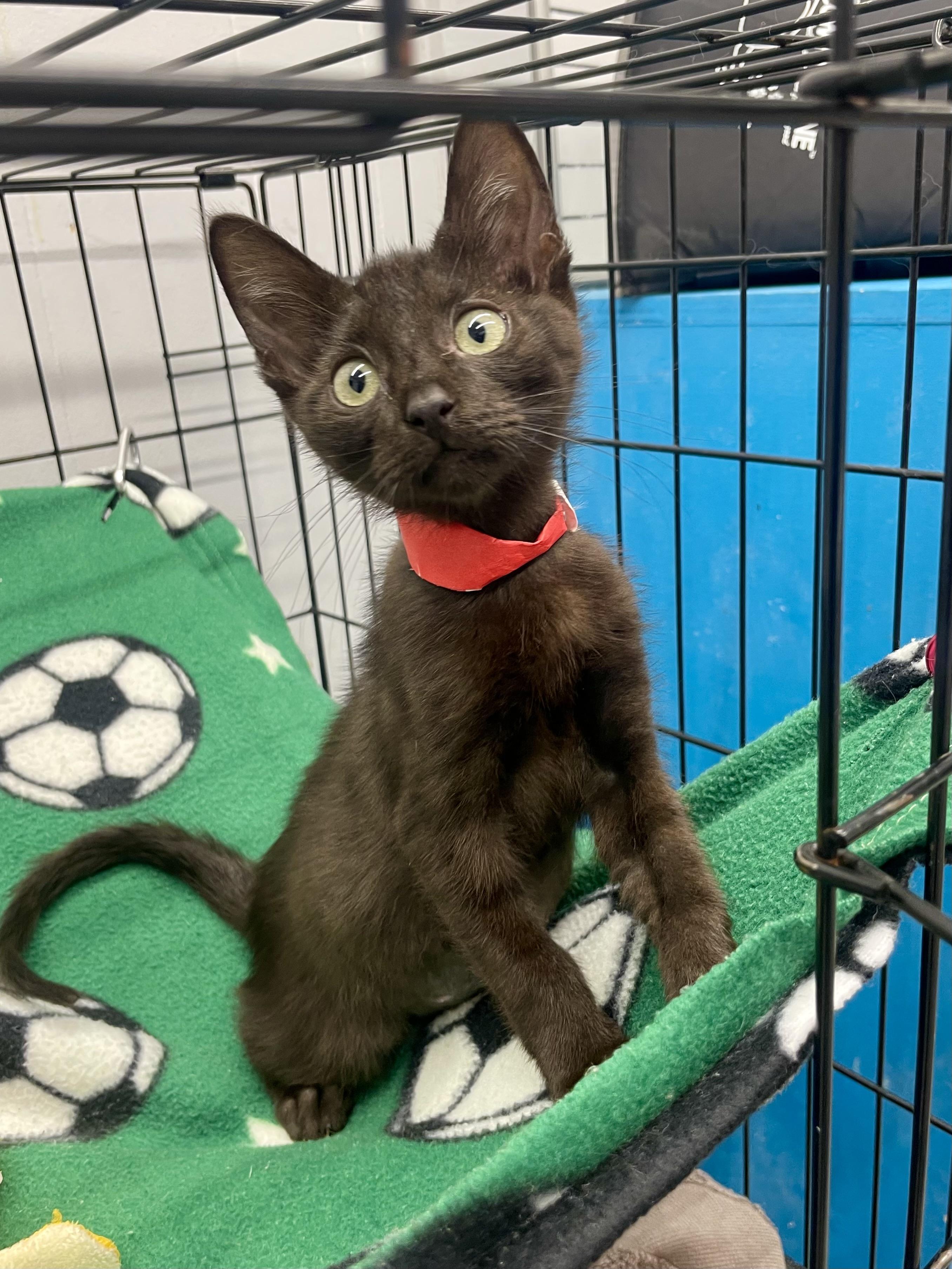 Jiji, ADOPTABLE, Kitten Female Domestic Short Hair.