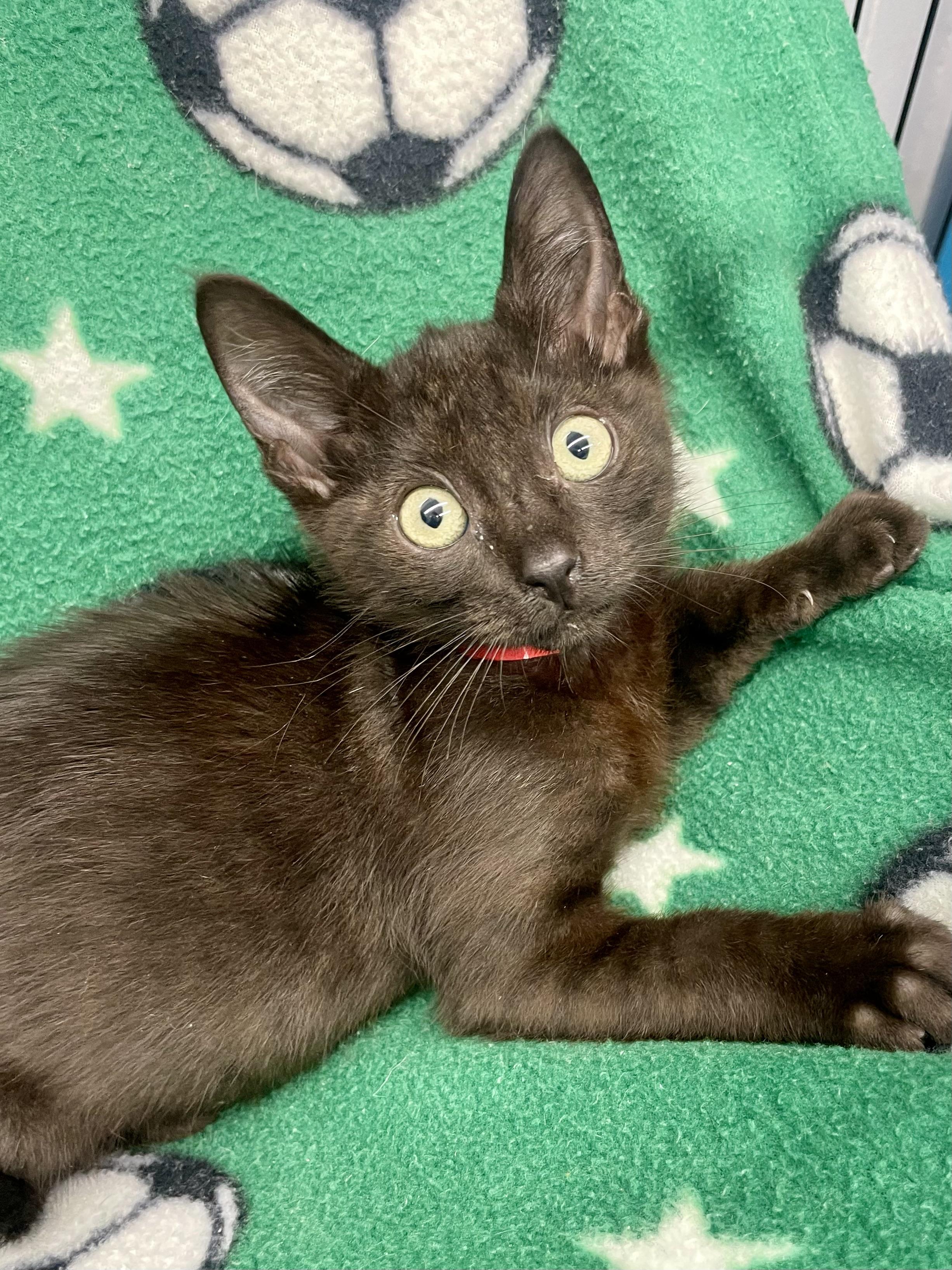 Enlarge Jiji, a ADOPTABLE Domestic Short Hair in Plano, TX image 4/4