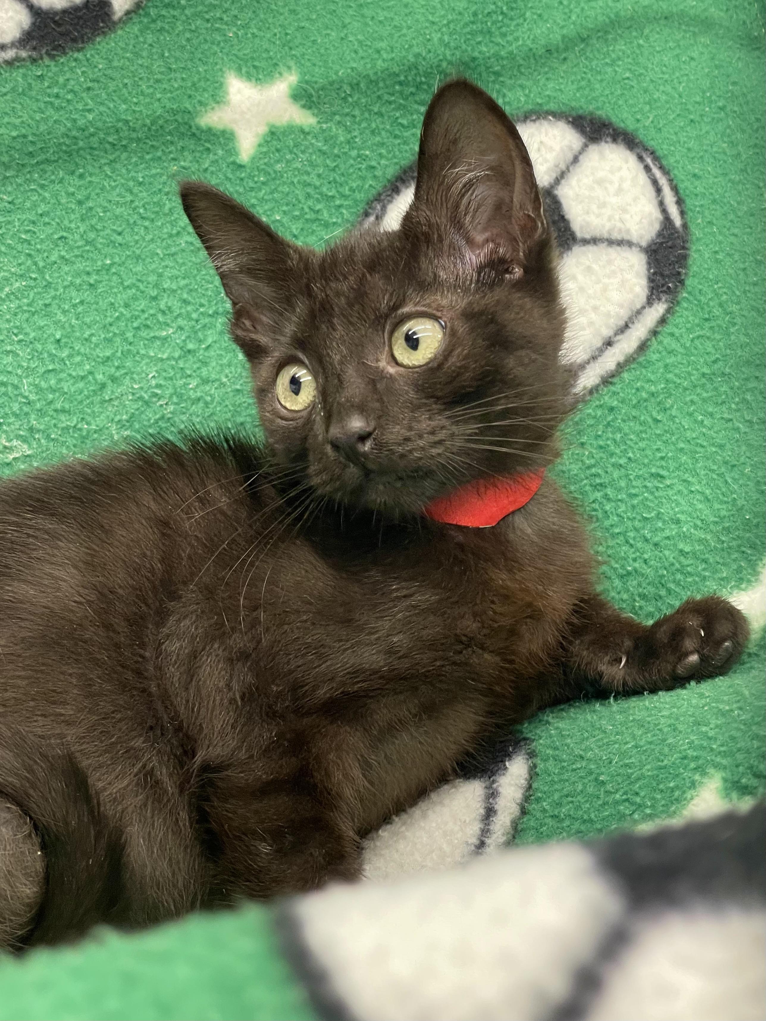 Enlarge Jiji, a ADOPTABLE Domestic Short Hair in Plano, TX image 2/4