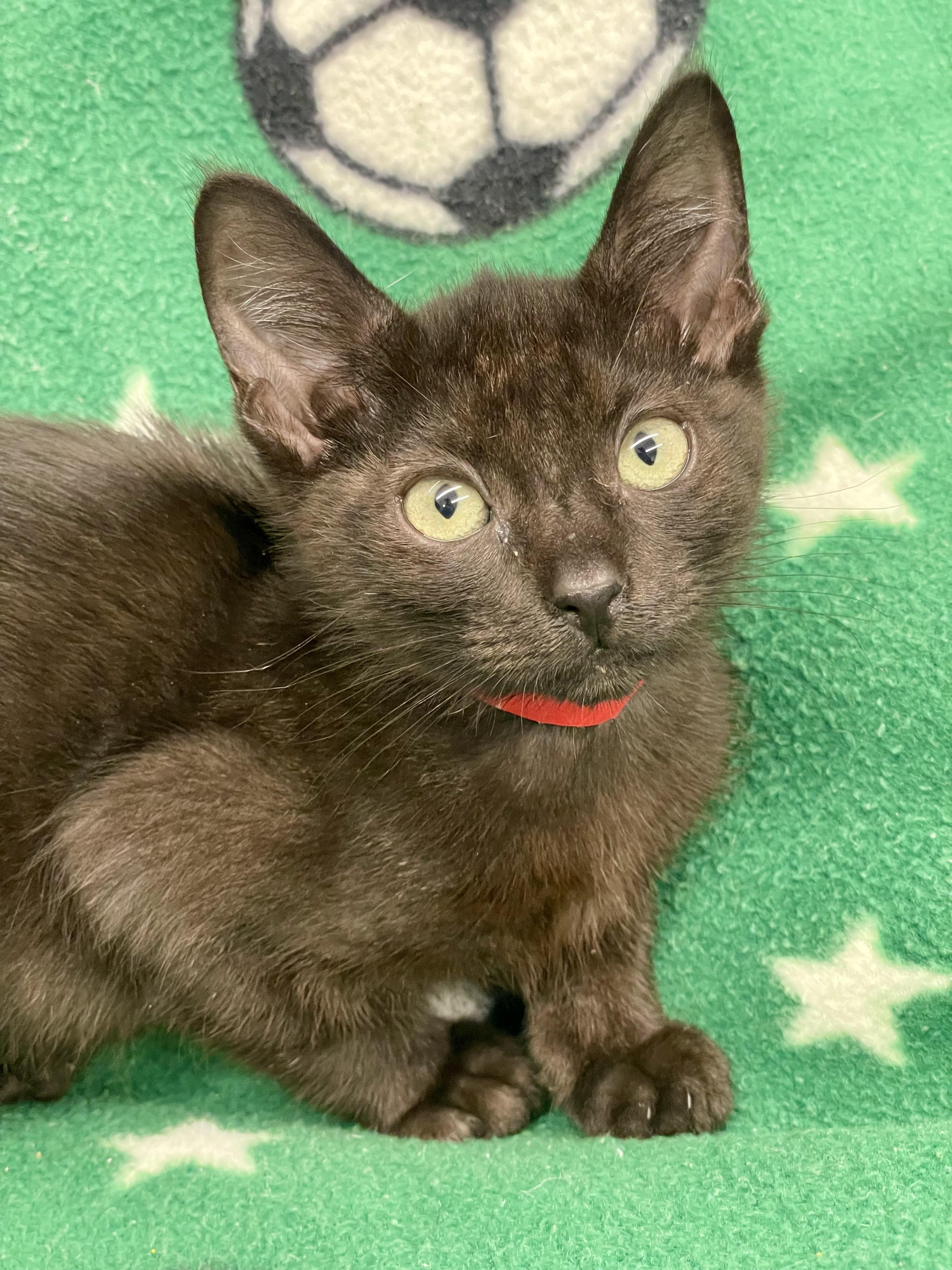 Enlarge Jiji, a ADOPTABLE Domestic Short Hair in Plano, TX image 3/4