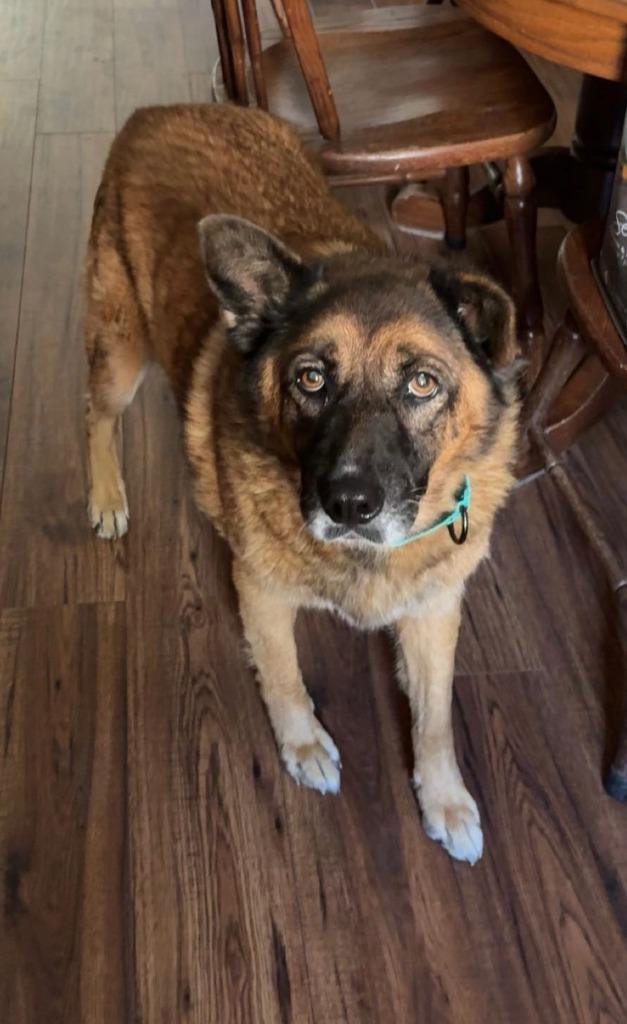 Enlarge Pam, a Adoptable German Shepherd Dog in sun prairie, WI image 2/3