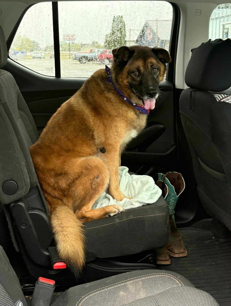 Enlarge Pam, a Adoptable German Shepherd Dog in sun prairie, WI image 3/3