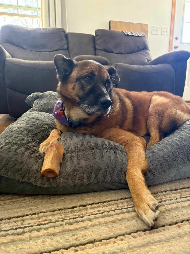 Pam, a Adoptable German Shepherd Dog in sun prairie, WI image 2/3