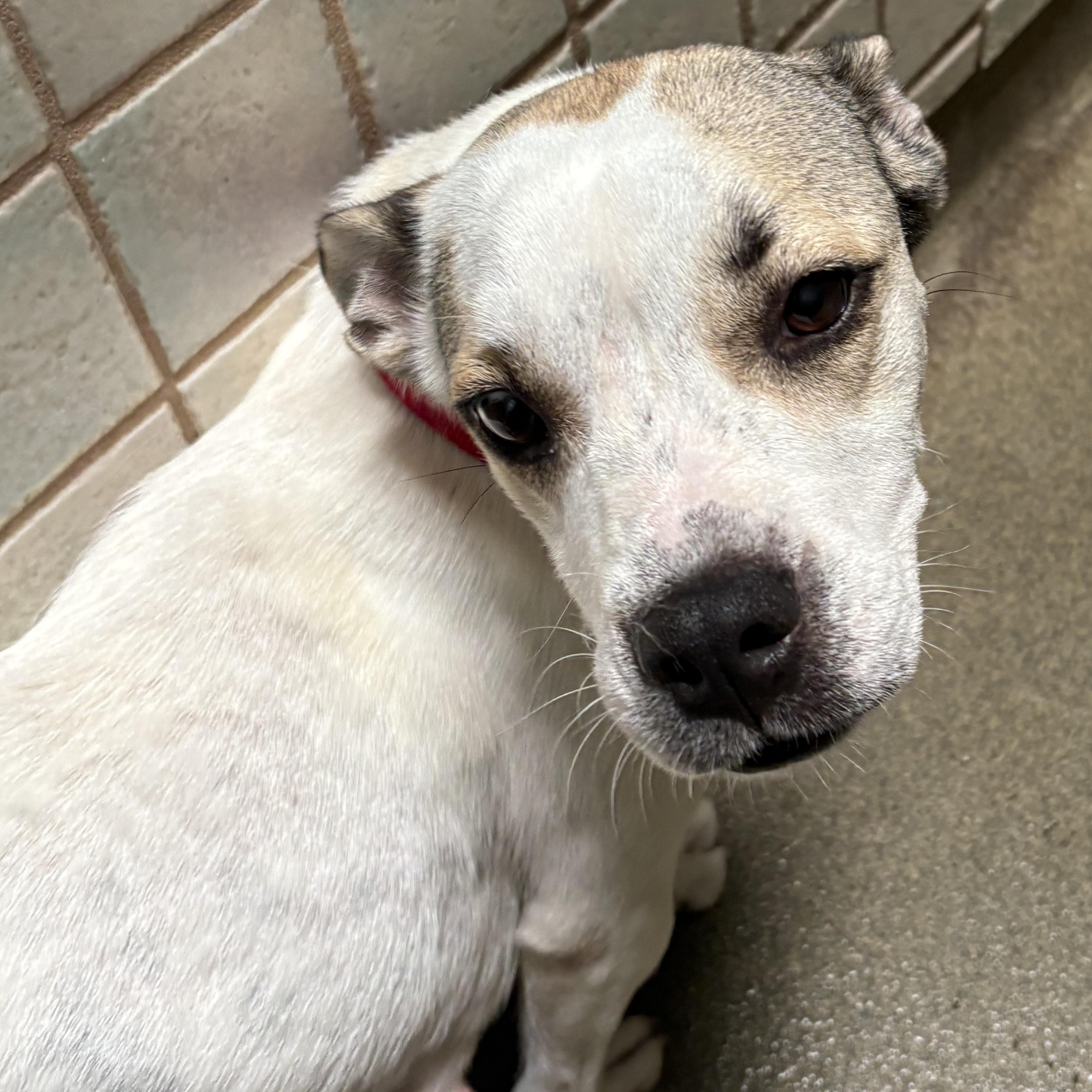 Belle 2686, a ADOPTABLE mixed breed in Boca Raton, FL image 2/2