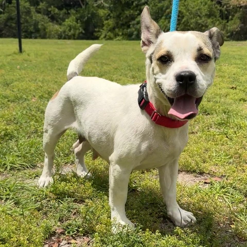 Belle 2686, ADOPTABLE, Young Female Mixed Breed.