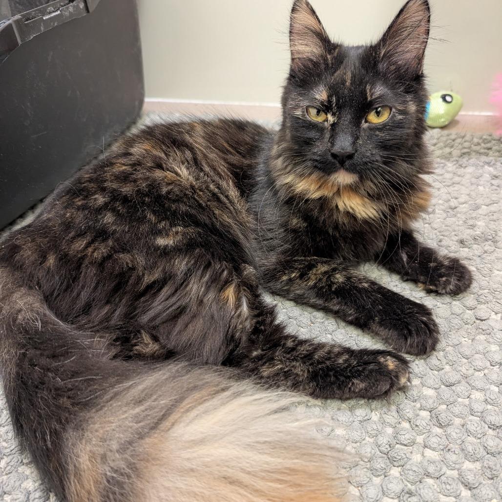 Ember 9111, Adoptable, Young Female Domestic Short Hair.