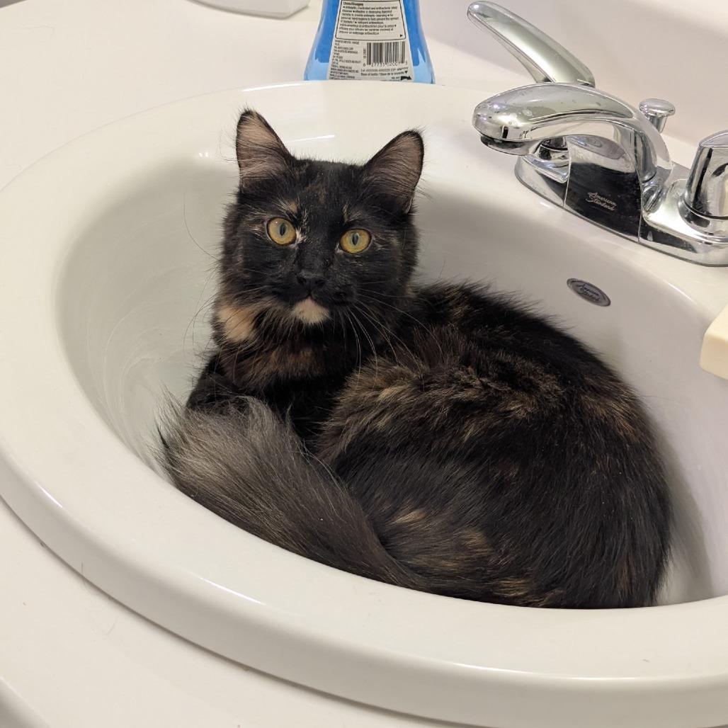 Enlarge Ember 9111, a Adoptable Domestic Short Hair in Victoria, BC image 2/4