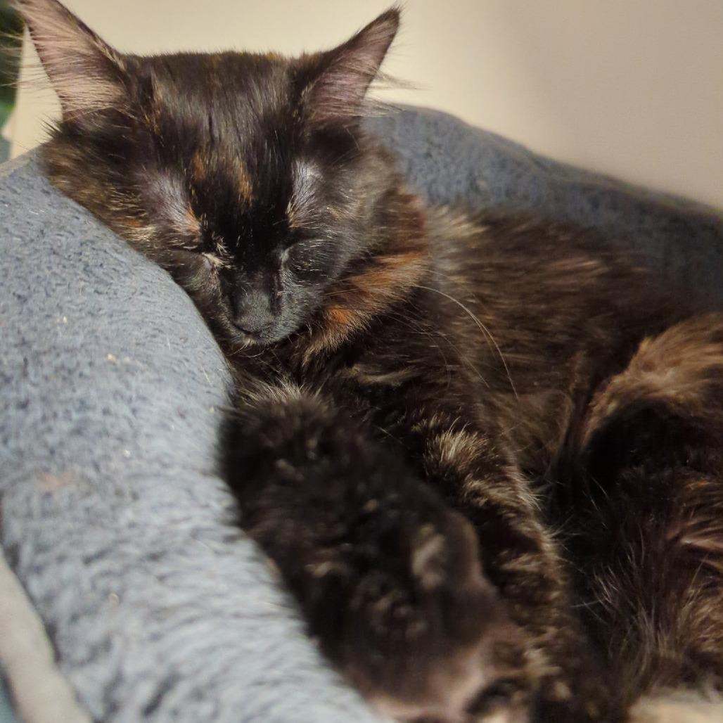 Enlarge Ember 9111, a Adoptable Domestic Short Hair in Victoria, BC image 4/4